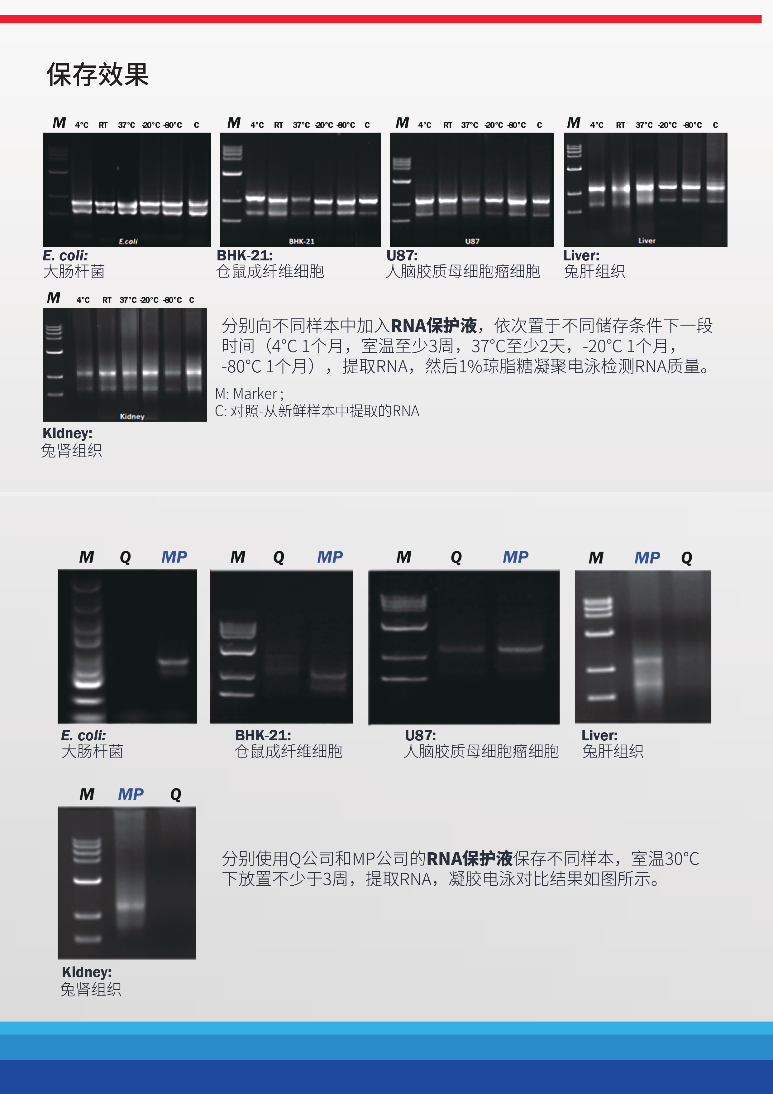 6_RNA保护液_page-0003.jpg