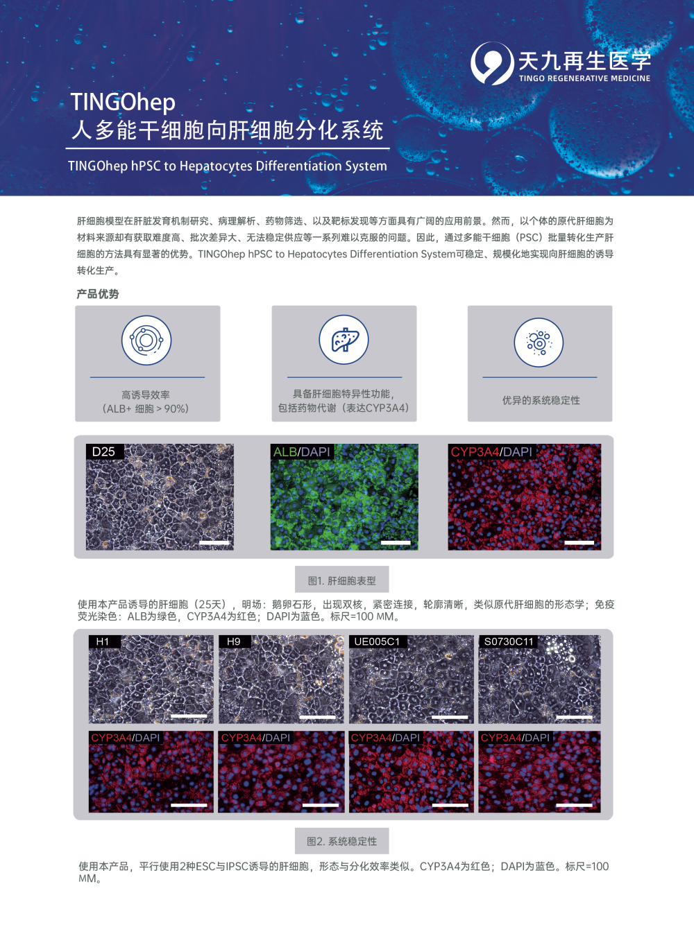 TINGOhep+人多能干细胞向肝细胞分化系统-反面.jpg
