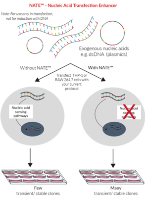 核酸转染增强剂NATE Nucleic Acid Transfection Enhancer
