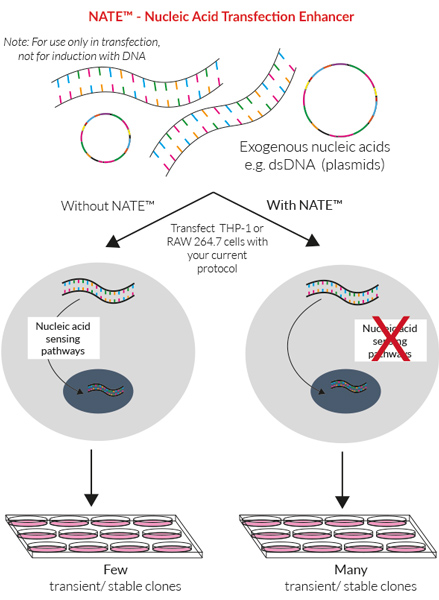 核酸转染增强剂NATE Nucleic Acid Transfection Enhancer